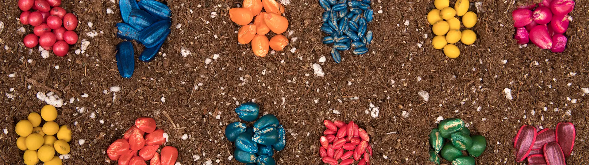 Photo of various seeds and colors on a dirt field